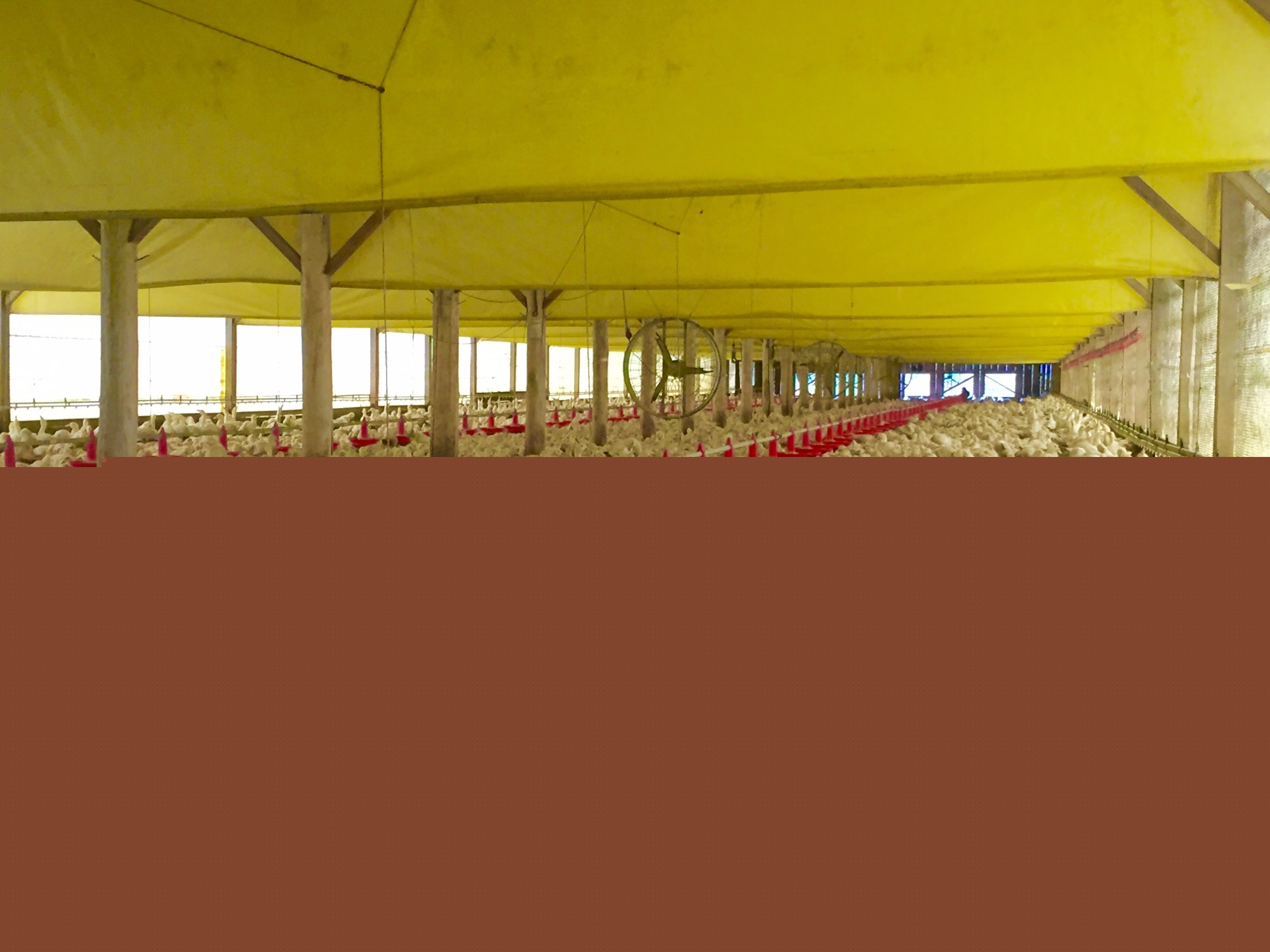 Com bloqueios na Colômbia, Fenavi afirma que 10 milhões de aves morreram