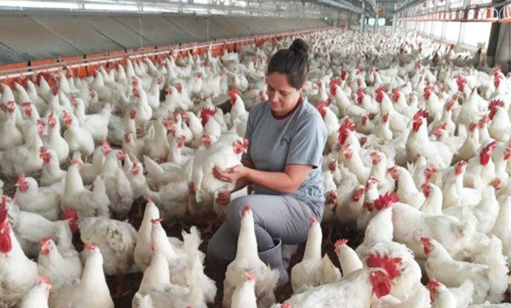 Avicultores de Bolivia piden al Gobierno que importe maíz para garantizar el abastecimiento de carne de pollo