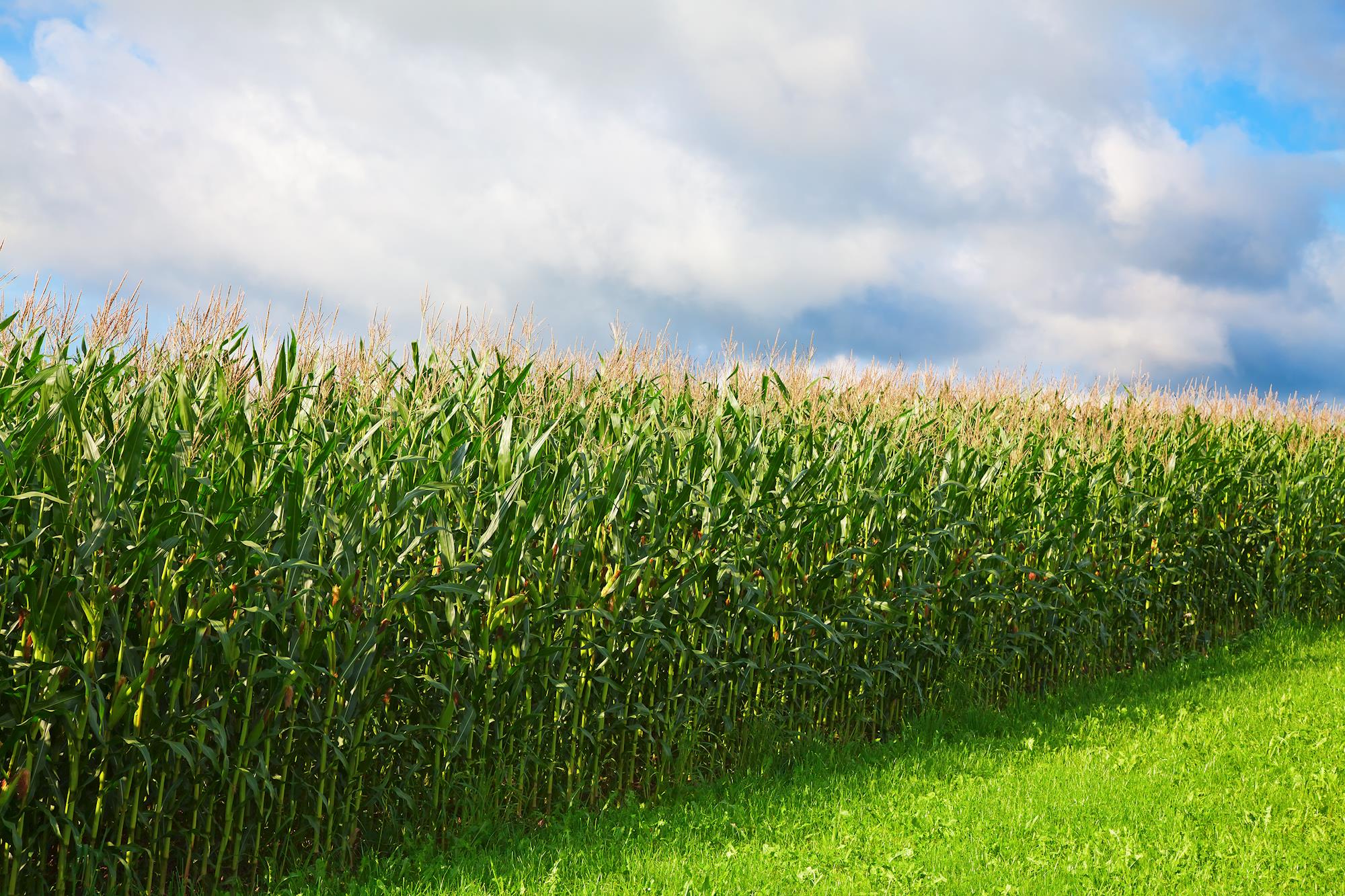 Con la guerra en Ucrania, China empieza a comprar maíz y soja de EE.UU.