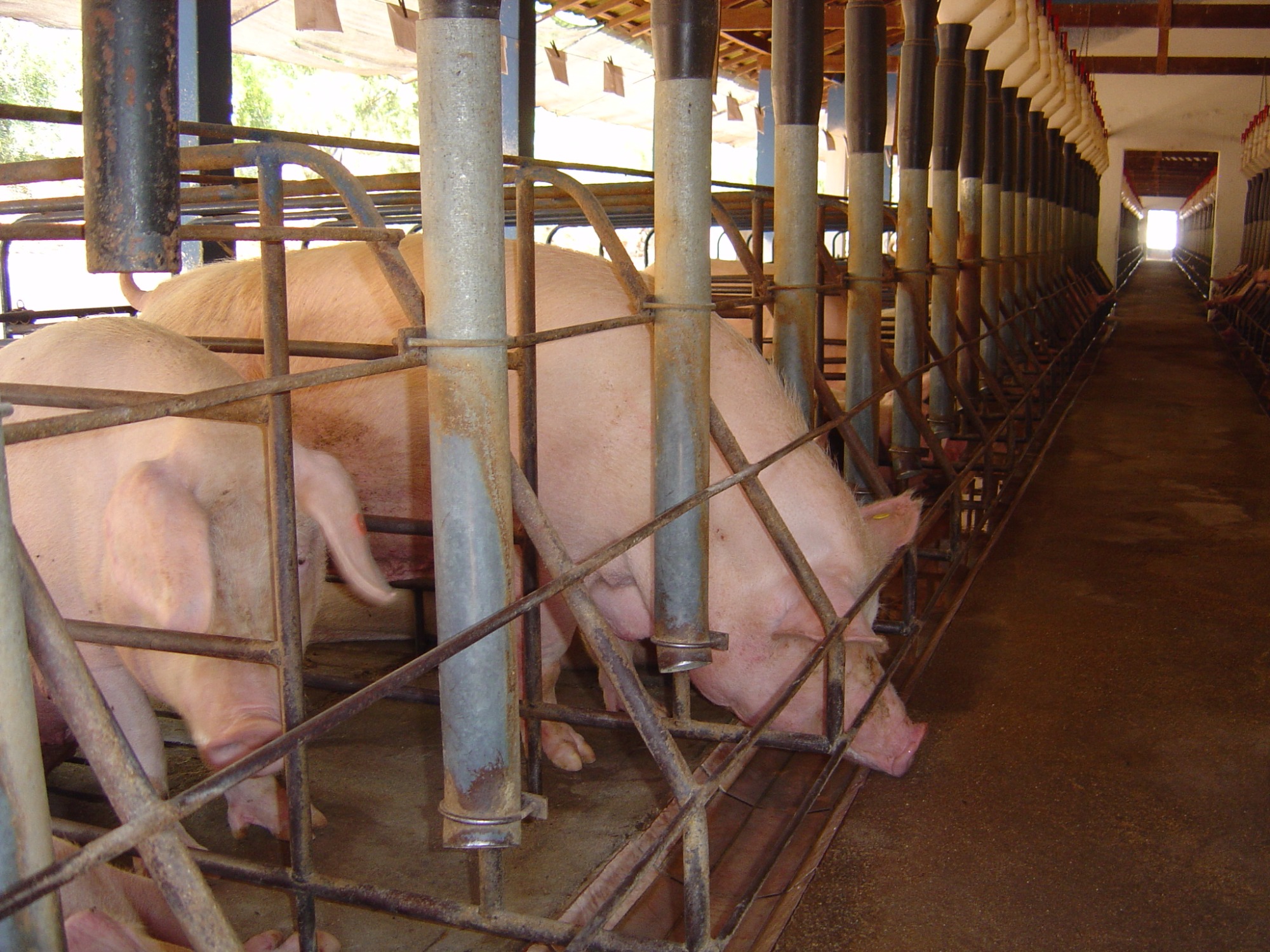 Convênio torna licenciamentos ágeis e seguros na suinocultura