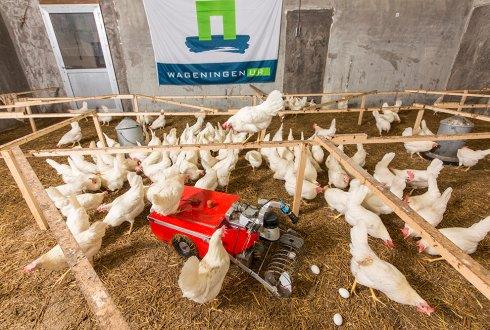 Era digital: o futuro da tecnologia avícola