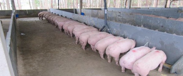 Especial: "Dimensionando um galpão completo" - Regras para dimensionamento do cocho para alimentação líquida para suínos