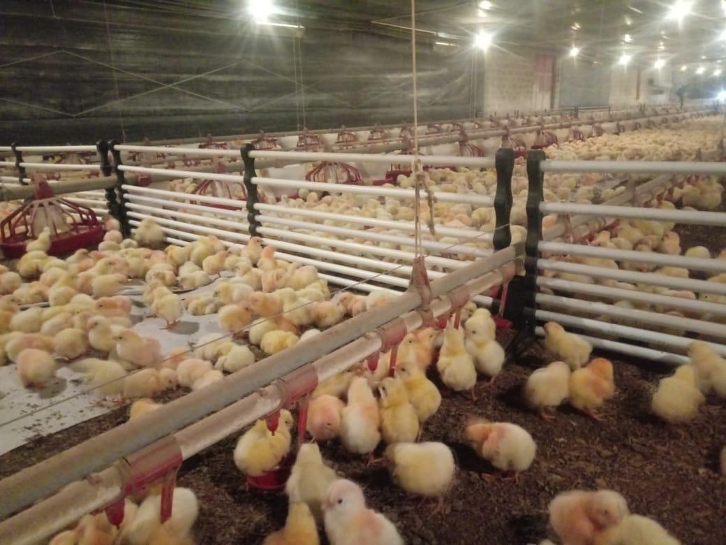 Presente em 5 países, Diviaves vai levar soluções para aviários na AveSui 2021