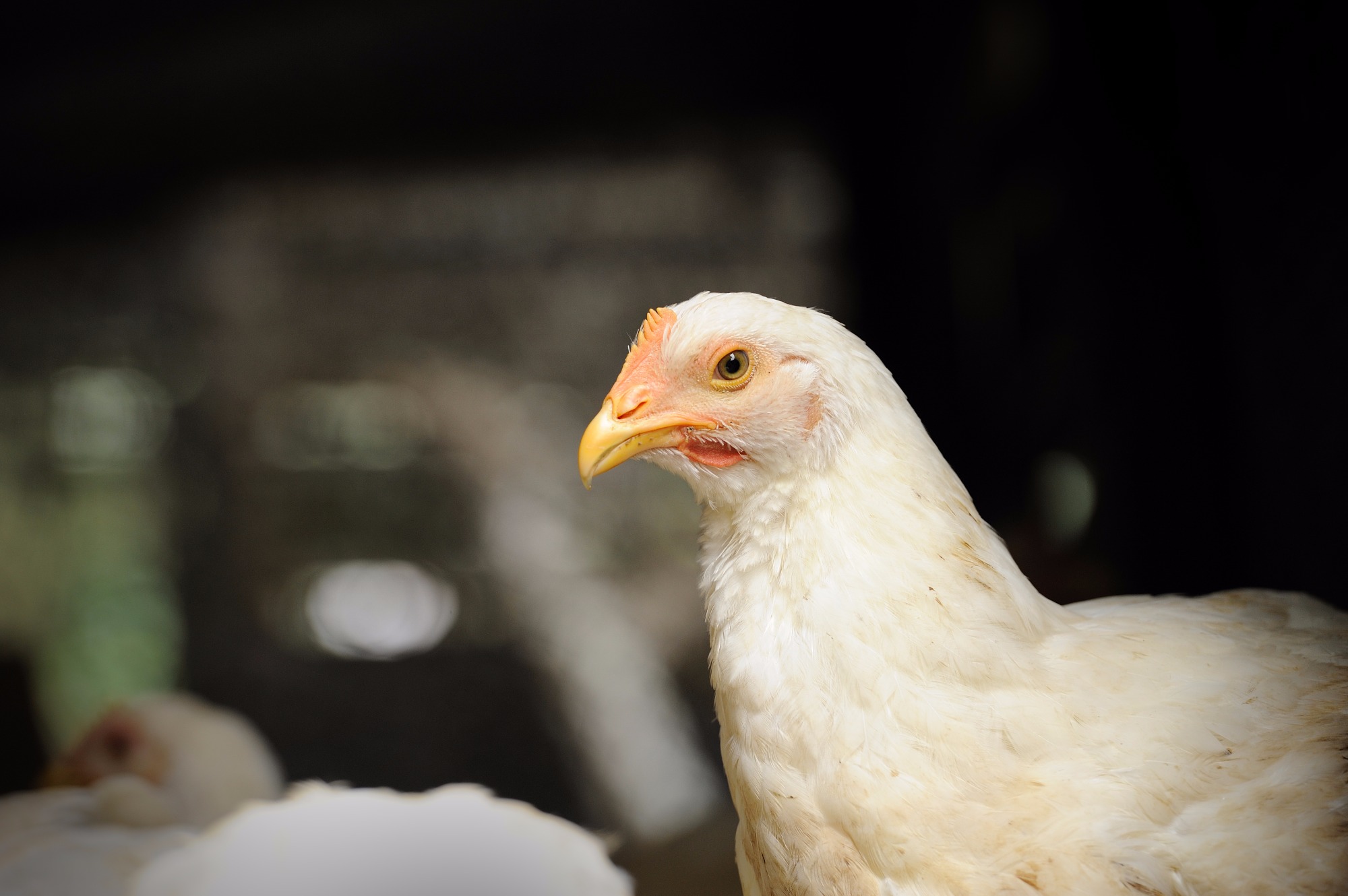 Contribuições do melhoramento genético à avicultura de corte do Brasil Contribuições do melhoramento genético à avicultura de corte do Brasil