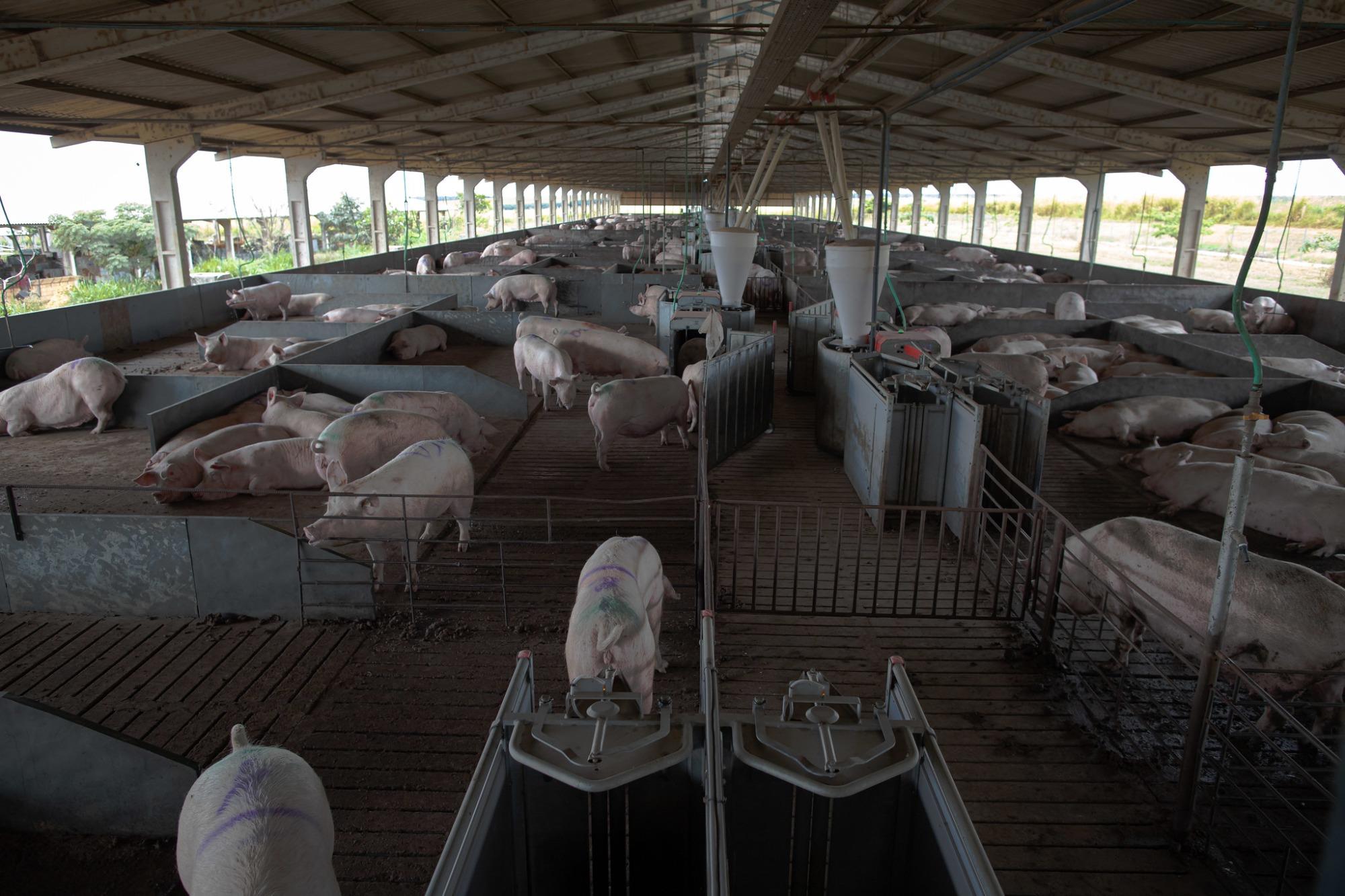 Tudo o que você precisa saber para preparar sua granja para o calor