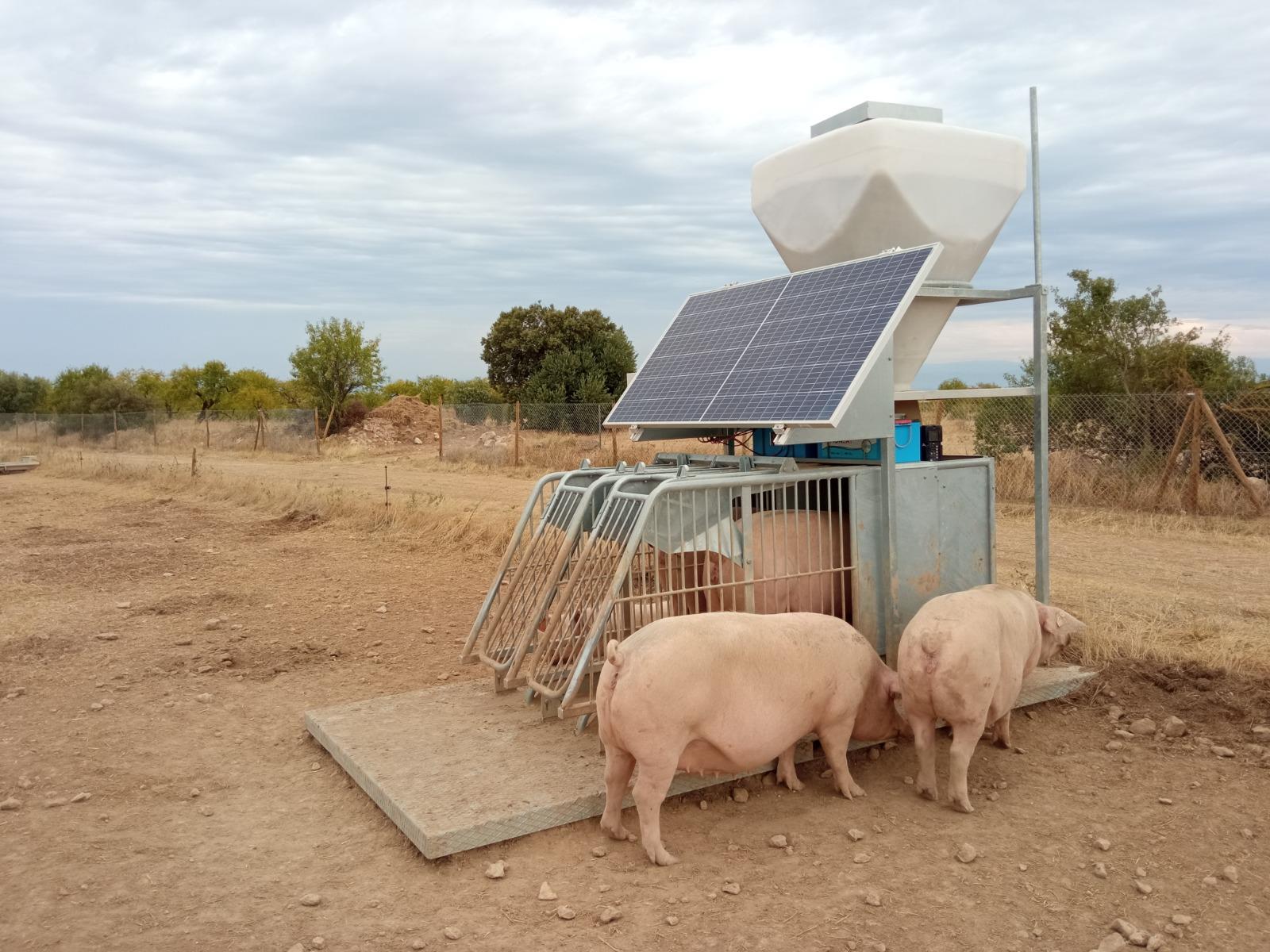 Galpões inteligentes promovem o bem-estar animal e melhoram a gestão do plantel