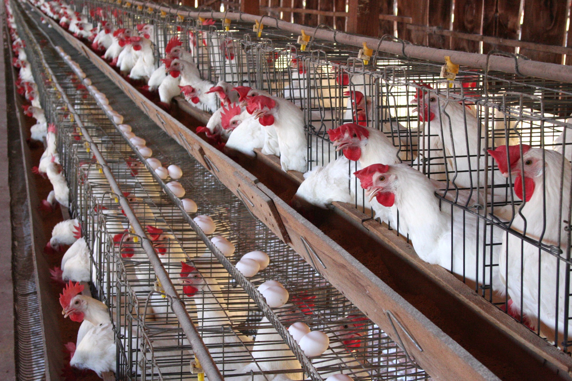 Como podemos telar os aviários californianos da avicultura de postura comercial?