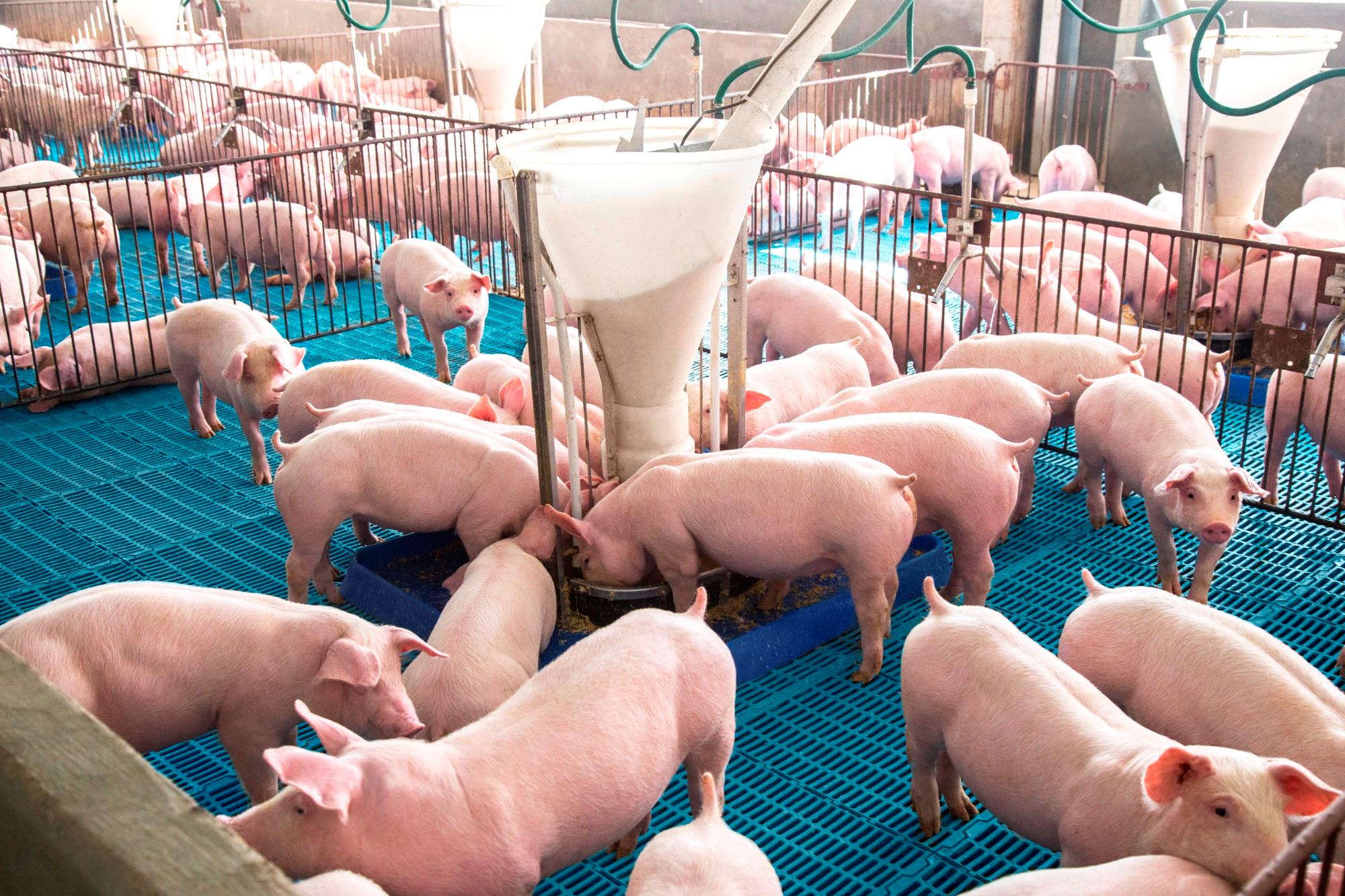 Como otimizar o desempenho dos leitões na creche