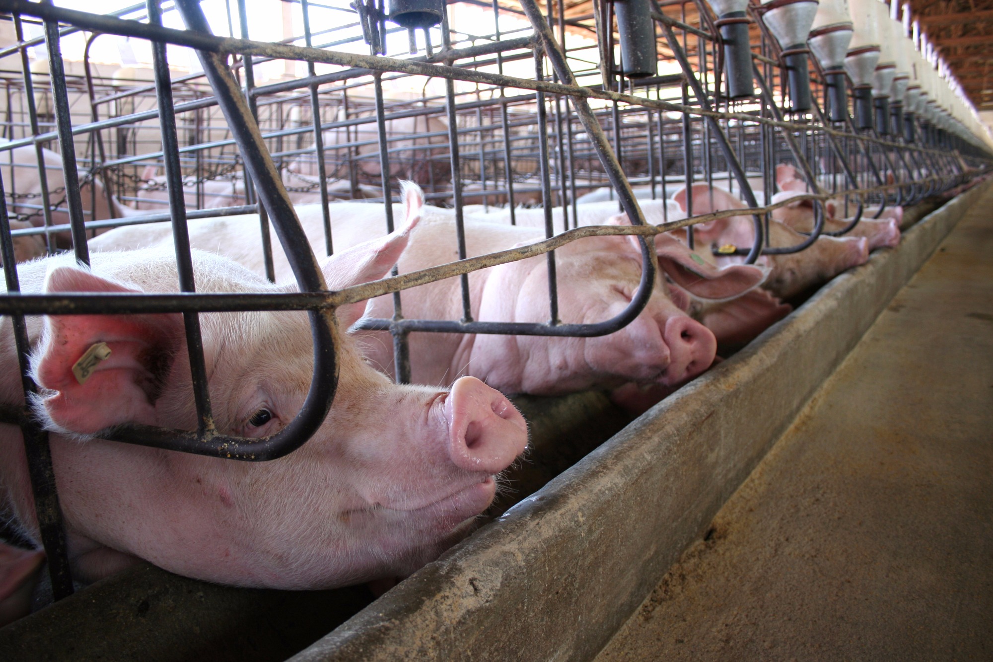 Produtores podem enriquecer o debate sobre bem-estar animal sobre sistemas de alojamento de fêmeas suínas?