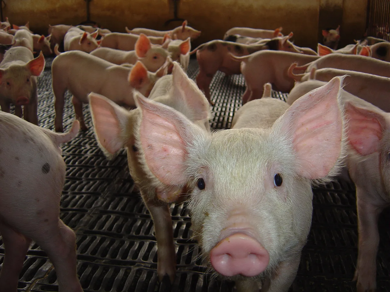 Suinocultura do MS receberá R$ 2 bilhões em investimentos Suinocultura do MS receberá R$ 2 bilhões em investimentos