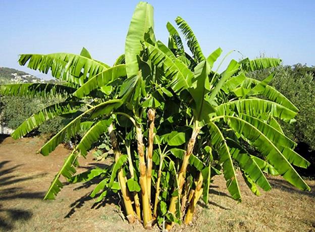 Pesquisadores do Ceará estudam uso de casca de banana em embalagens e no lugar de produtos à base de petróleo Pesquisadores do Ceará estudam uso de casca de banana em embalagens e no lugar de produtos à base de petróleo