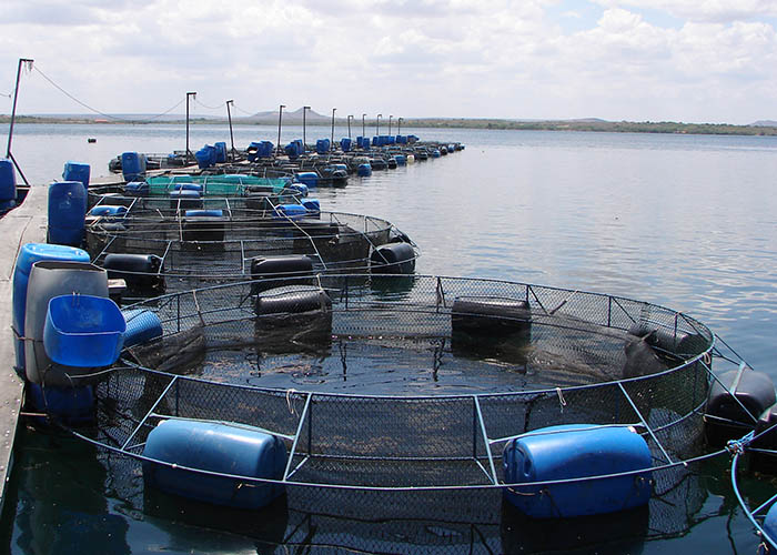 Pesquisa retrata principais polos de criação de tilápia do Brasil Pesquisa retrata principais polos de criação de tilápia do Brasil