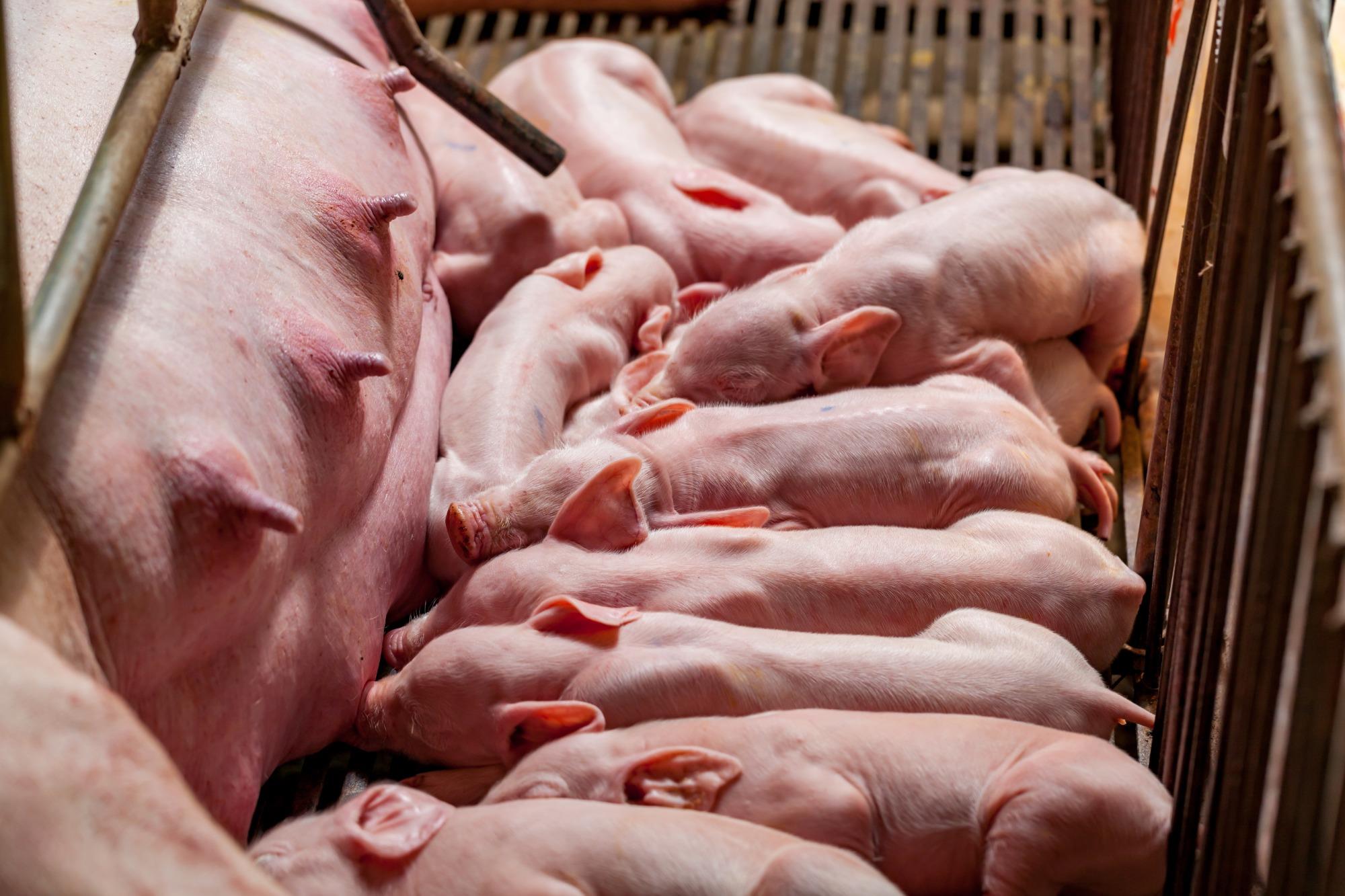 Como otimizar a taxa de retenção de fêmeas