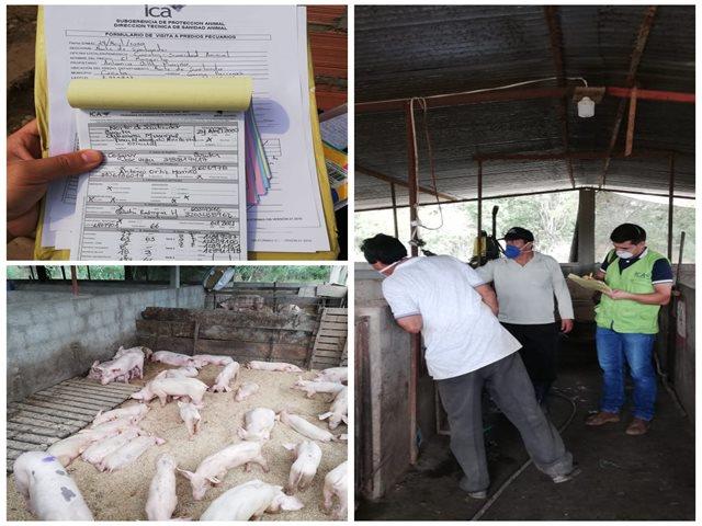 Colômbia realiza ações de vigilância da peste suína clássica Colômbia realiza ações de vigilância da peste suína clássica