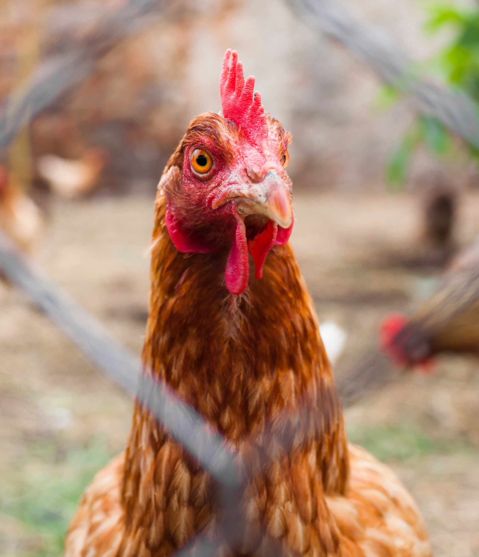 Produtor em Mato Grosso cria aves caipiras em galinheiro móvel