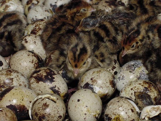 Produção brasileira de ovos de codorna chega a 273,30 milhões