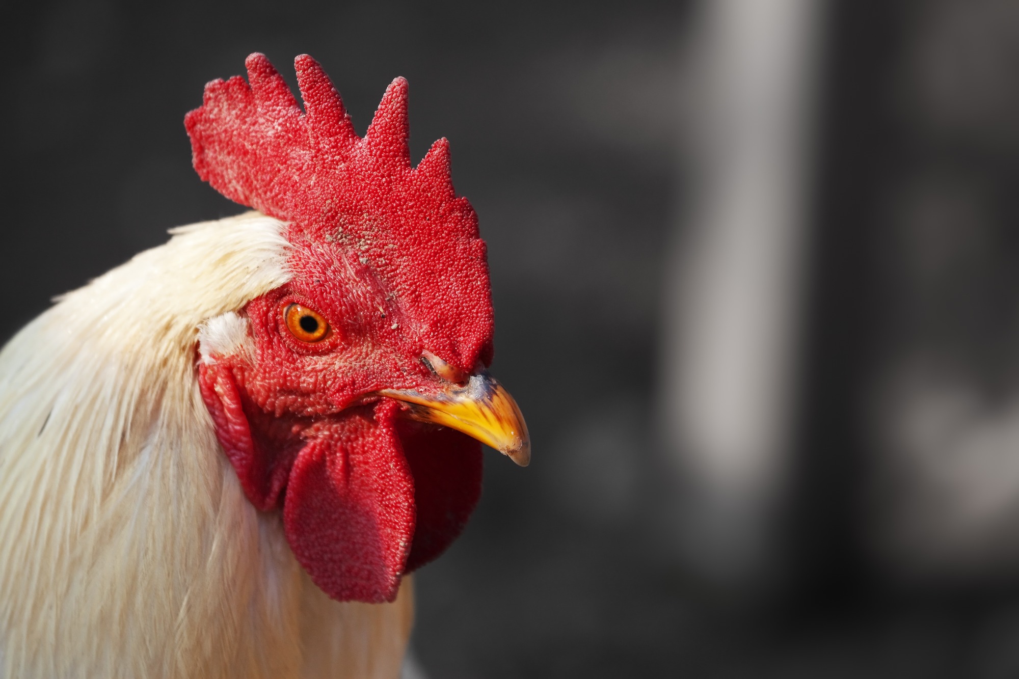 Associação Brasileira de Proteína Animal debate medidas de prevenção local após novos surtos de gripe aviária na Europa e Ásia