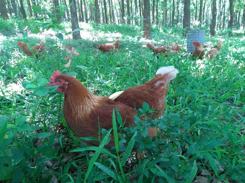 Estudo da Esalq/USP cria galinhas em sistema similar a uma floresta