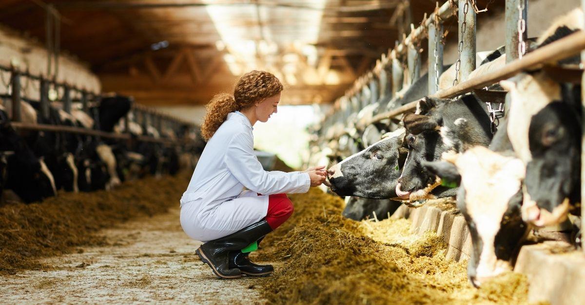 OIE conclui análise de casos atípicos de EEB