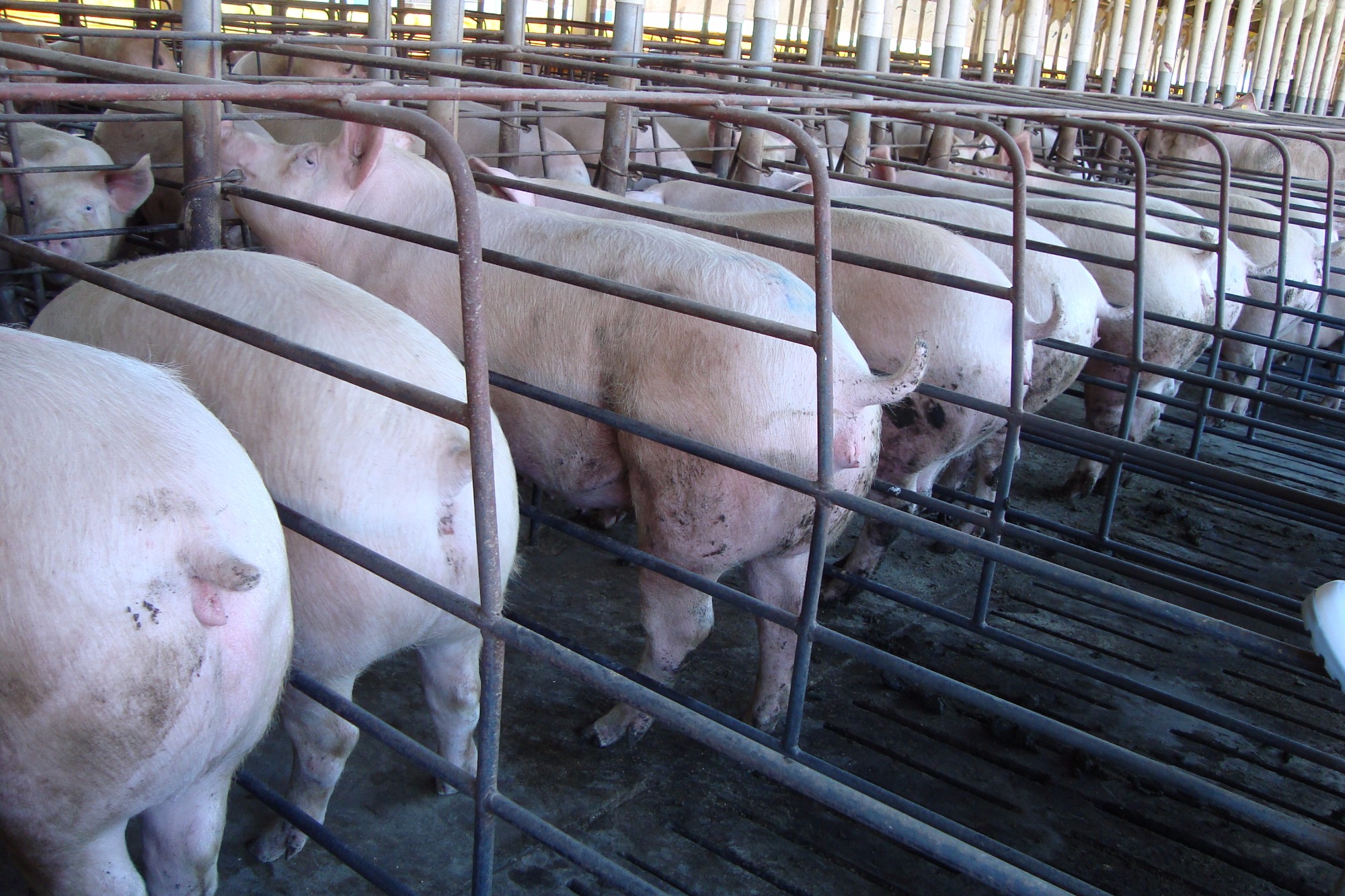 Preparação de leitoas: uma garantia para o futuro do rebanho