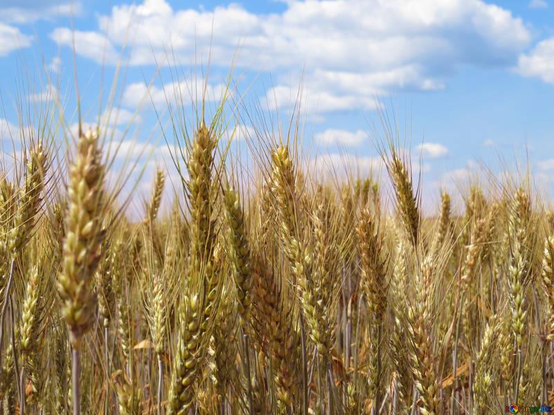 Semeadura deve se intensificar no PR com clima favorável; preços recuam no estado, aponta Cepea