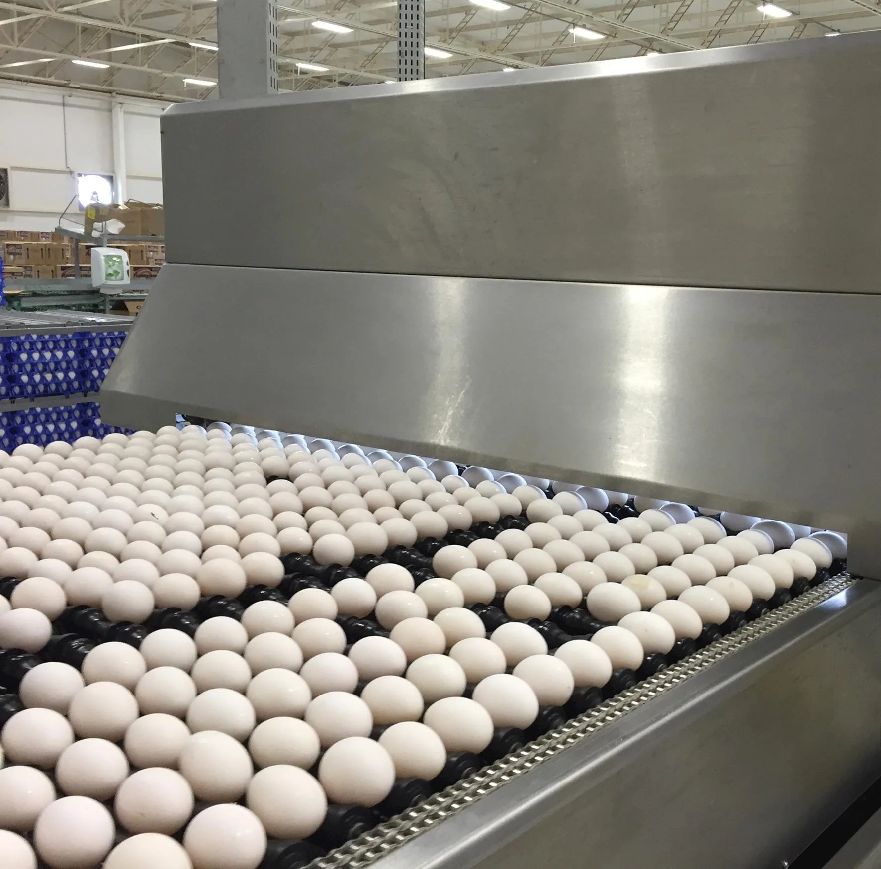 Produção brasileira de ovos bateu recorde em 2022