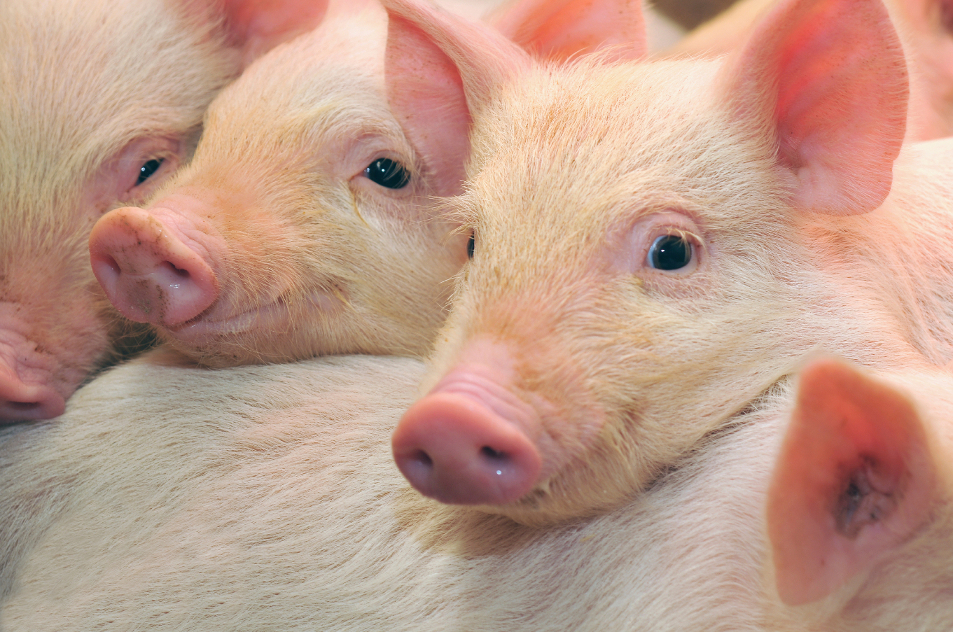 Pigs who are photographed on one of farms