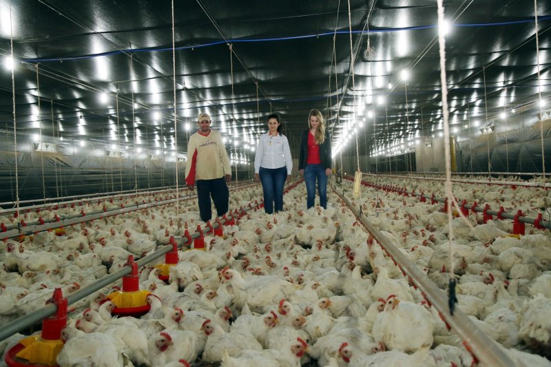 Produtor alcança recorde individual de R$ 1,38 por cabeça de frango Produtor alcança recorde individual de R$ 1,38 por cabeça de frango