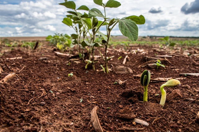 Grupo da UFSM identifica crescimento da lavoura de soja no Sul de Minas Gerais Grupo da UFSM identifica crescimento da lavoura de soja no Sul de Minas Gerais