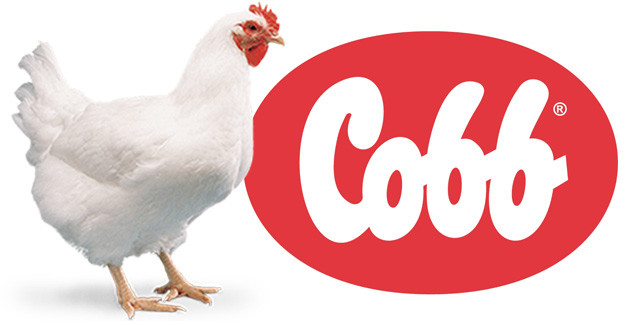 Cobb debate manejo de pintinho e produção livre de antibiótico