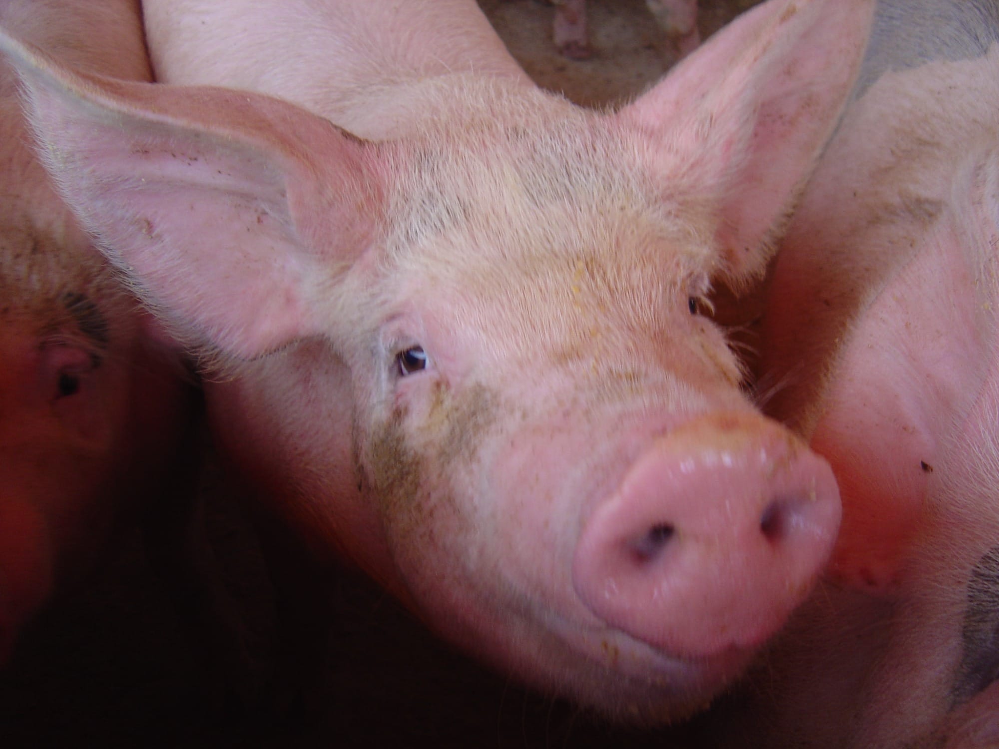 Contratos futuros de suínos da China têm maior ganho diário com oferta mais apertada