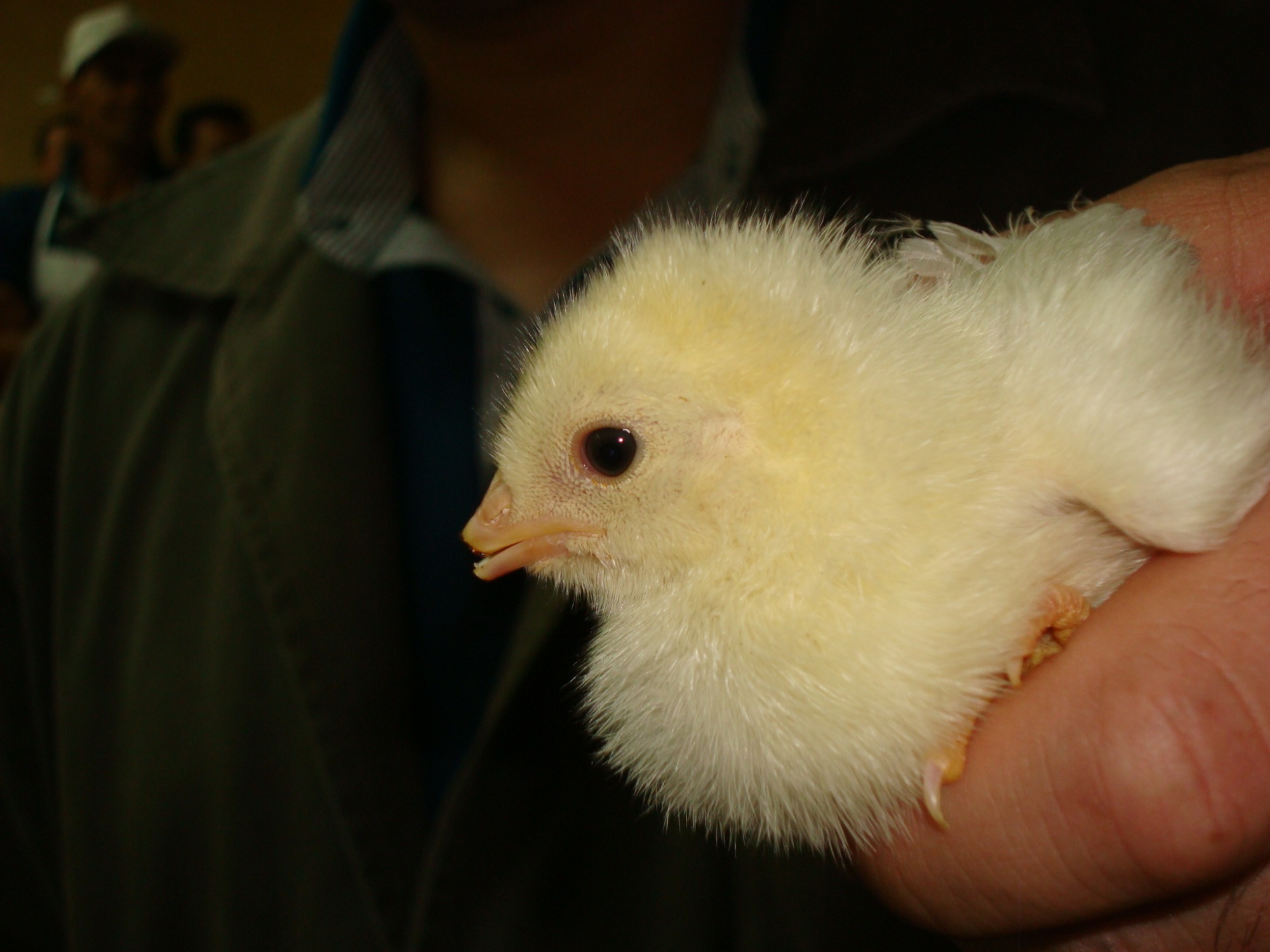 Embrapa apresenta vídeos sobre práticas de debicagem em galinhas de postura