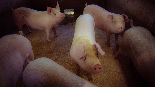 Piauí tem confirmação de primeiro caso de Peste Suína Clássica