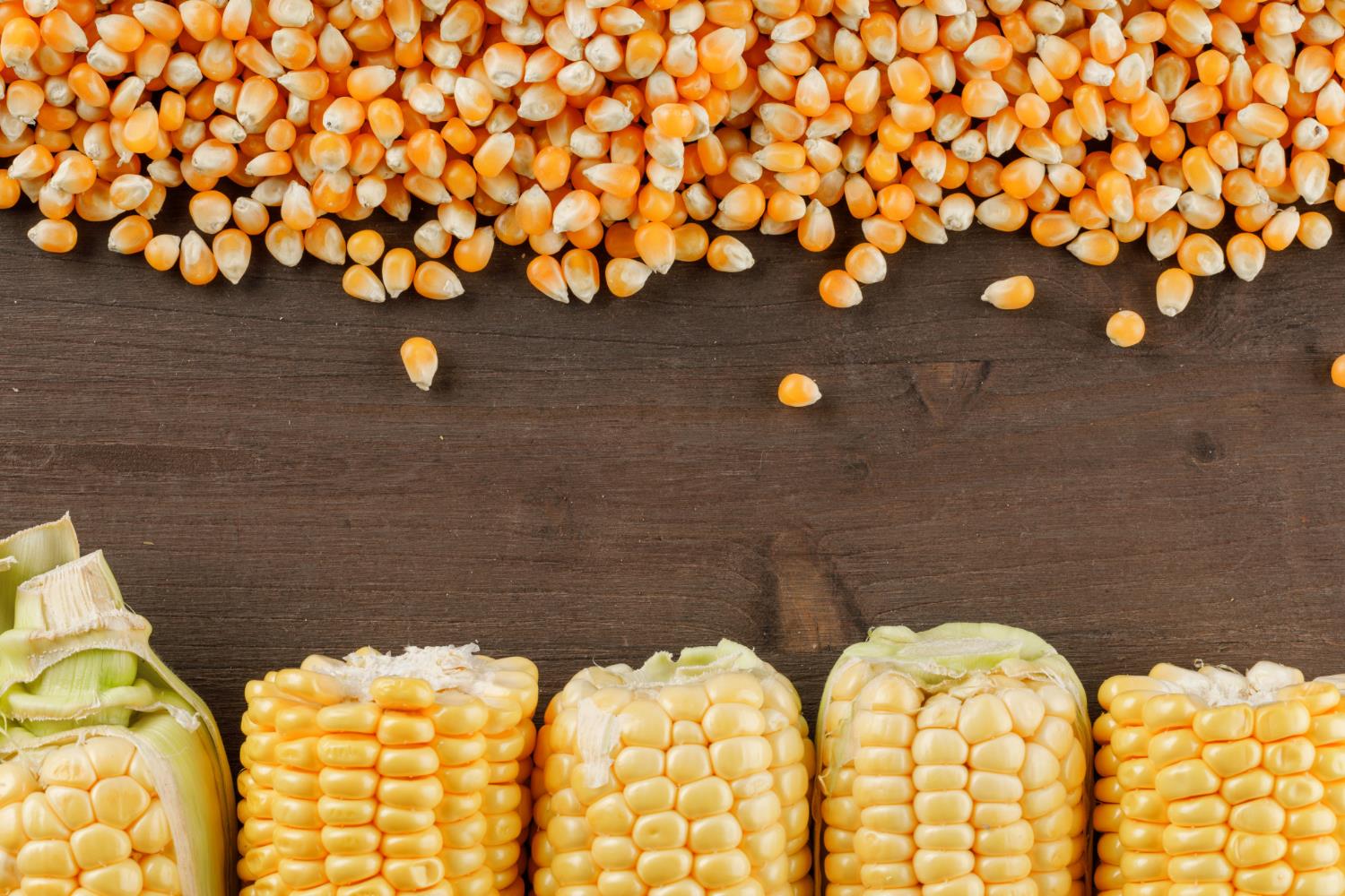 Preços da soja e milho sofrem queda em abril, indica relatório do Rabobank