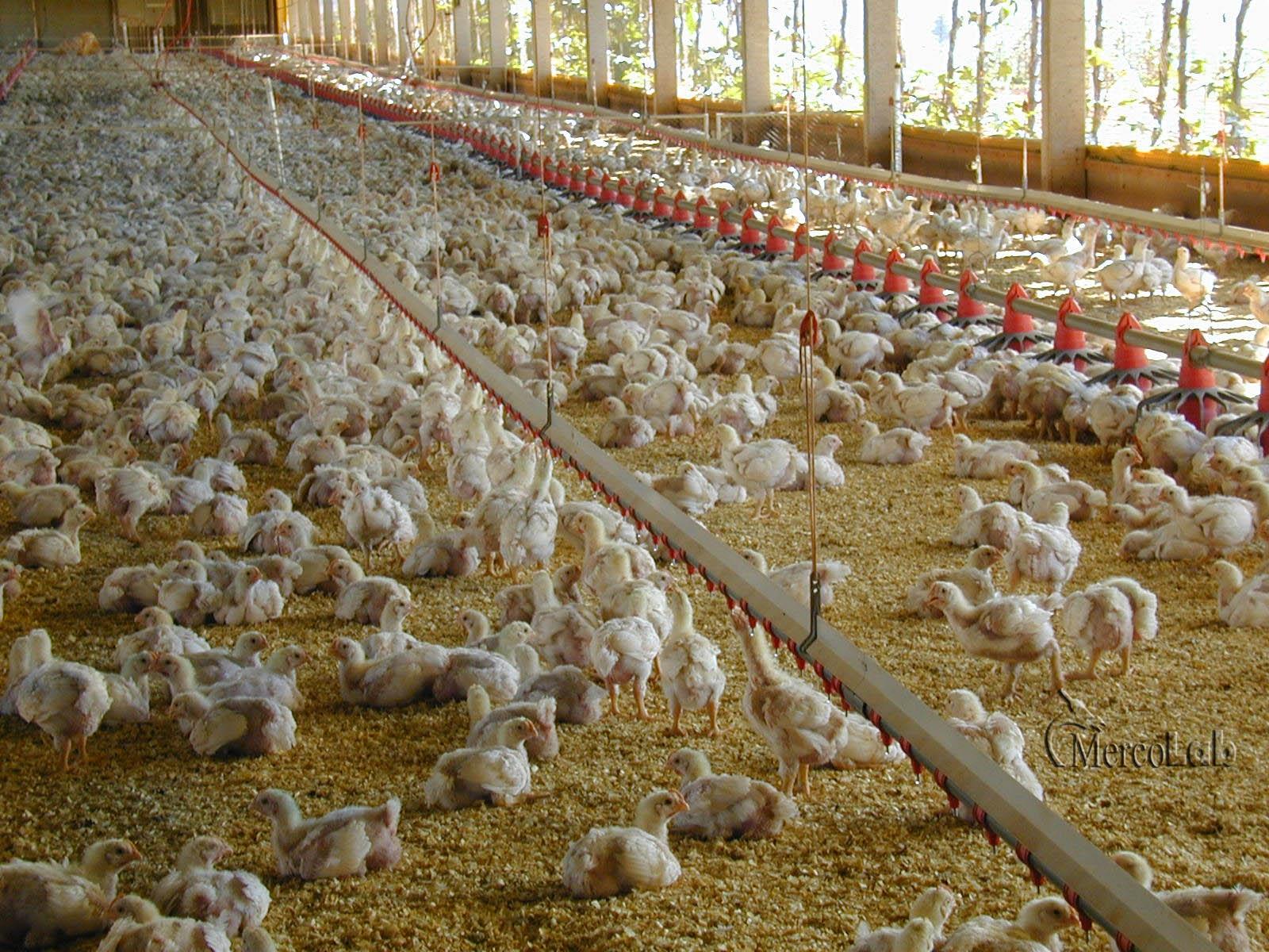 Avicultura paranaense investe em tecnologia e inovação