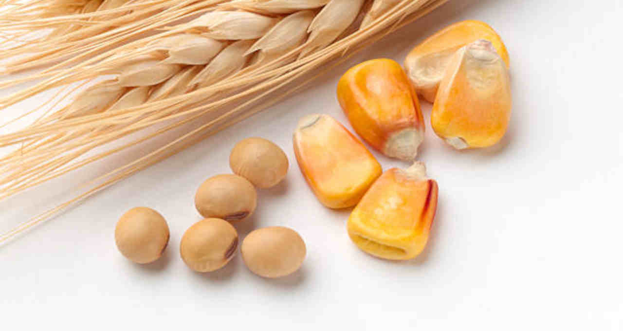 Milho, soja e trigo avançam em Chicago com forte demanda mundial