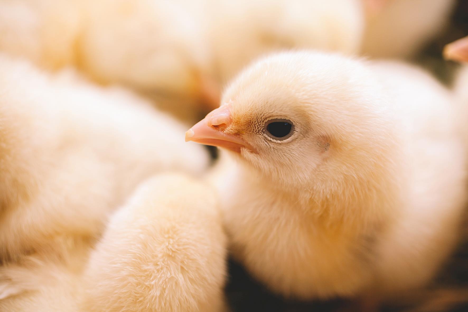 Exportações de material genético de aves registra aumento de 91,8%