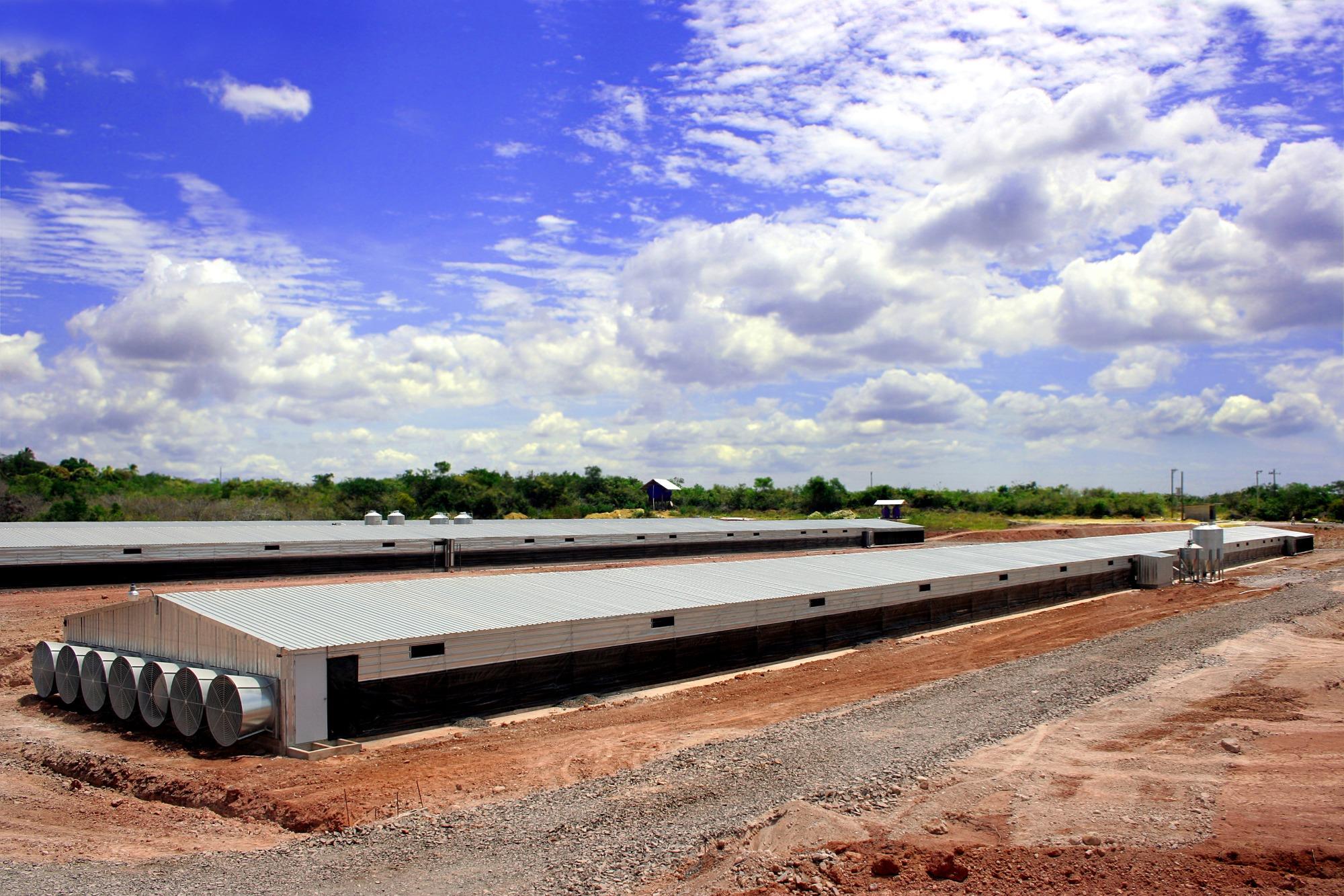 Desperdícios que o lean pode ajudar a eliminar em sua granja Desperdícios que o lean pode ajudar a eliminar em sua granja