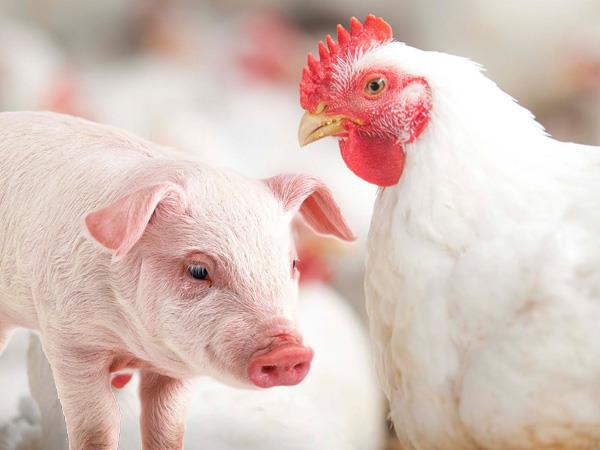 Paraná apresenta potencial produtivo de aves e suínos a autoridades chinesas Paraná apresenta potencial produtivo de aves e suínos a autoridades chinesas