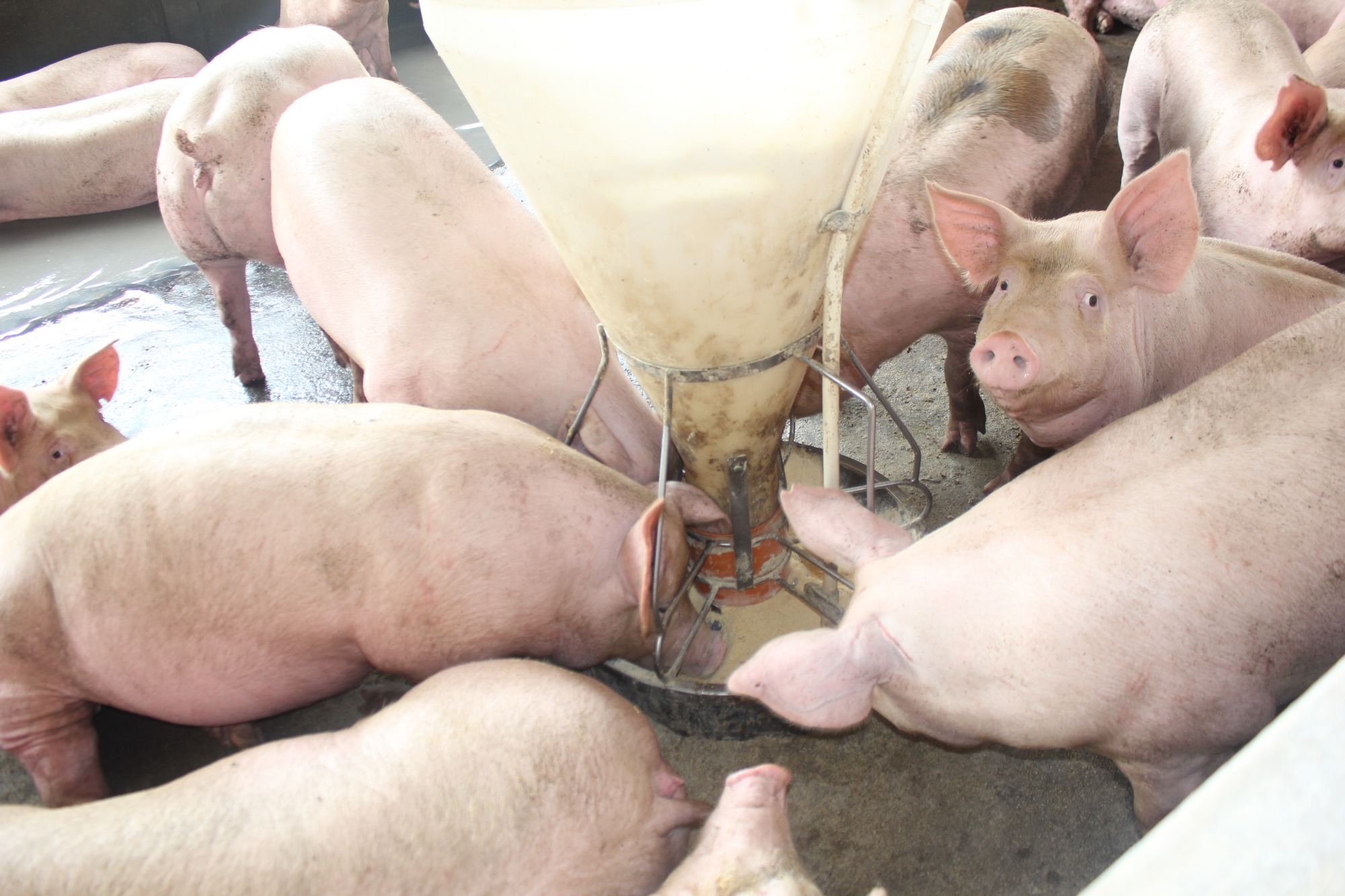 O uso de xilanase exógena e o papel da digestibilidade e fermentação do intestino posterior em suínos.