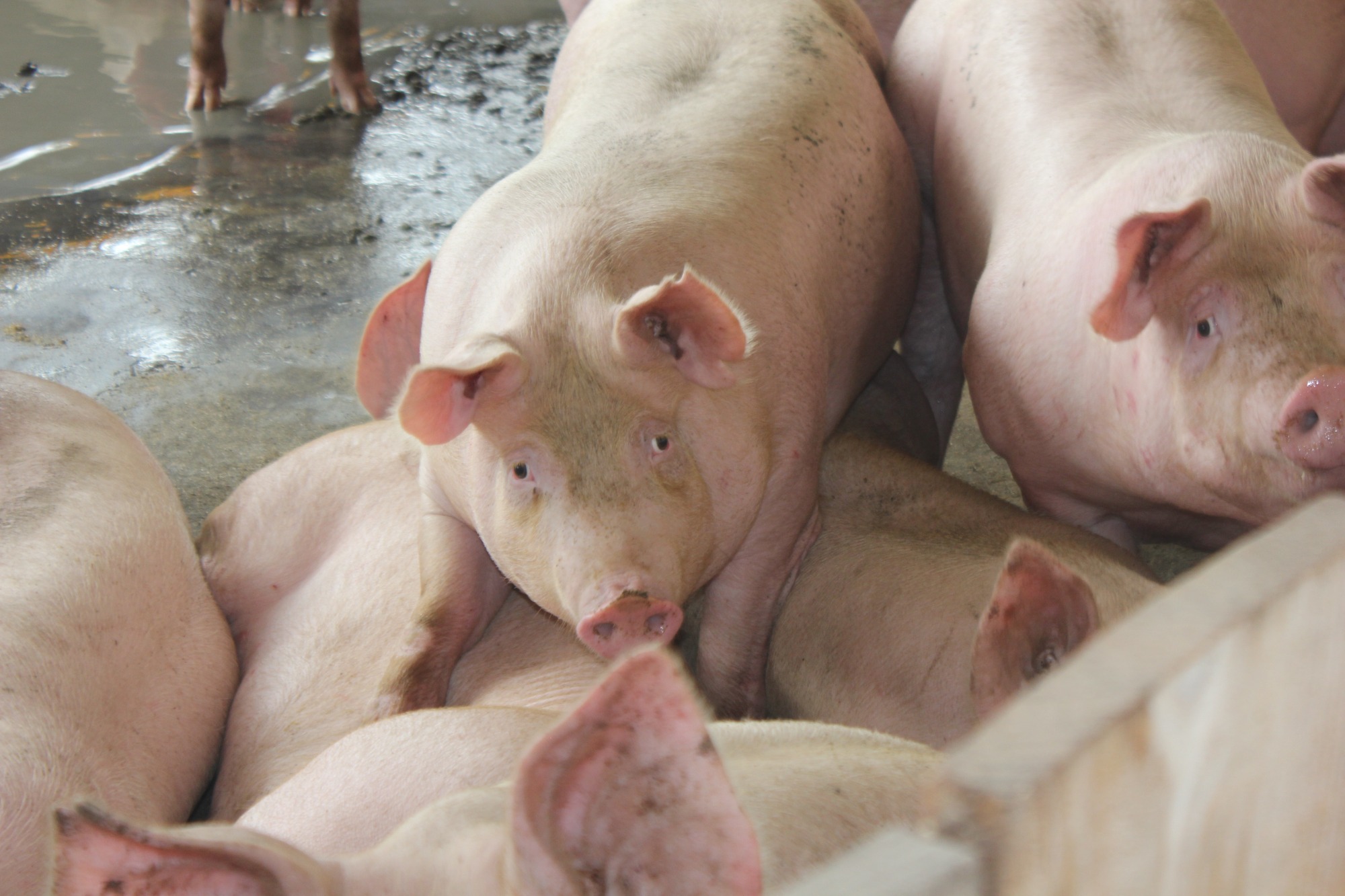 Produção de carne suína mexicana cresce e é criada a Organização dos Criadores de Porcos do México