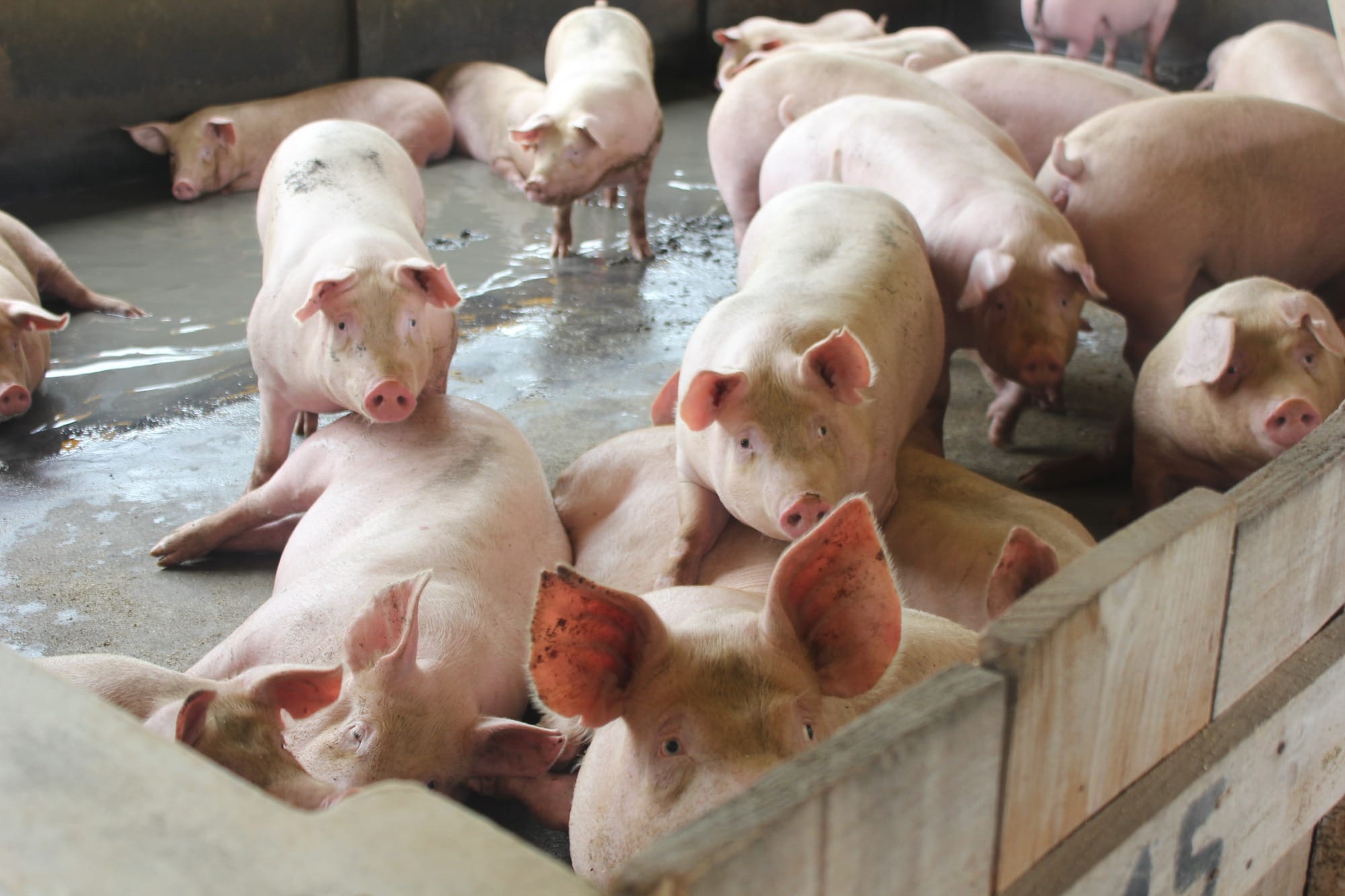 Setor de suínos vem crescendo na Argentina Setor de suínos vem crescendo na Argentina