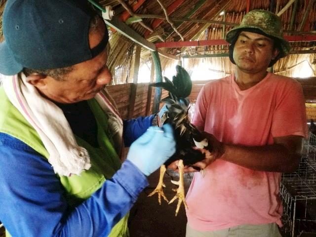 Peru reinicia campanha de vacinação de aves para prevenir a doença de Newcastle Peru reinicia campanha de vacinação de aves para prevenir a doença de Newcastle