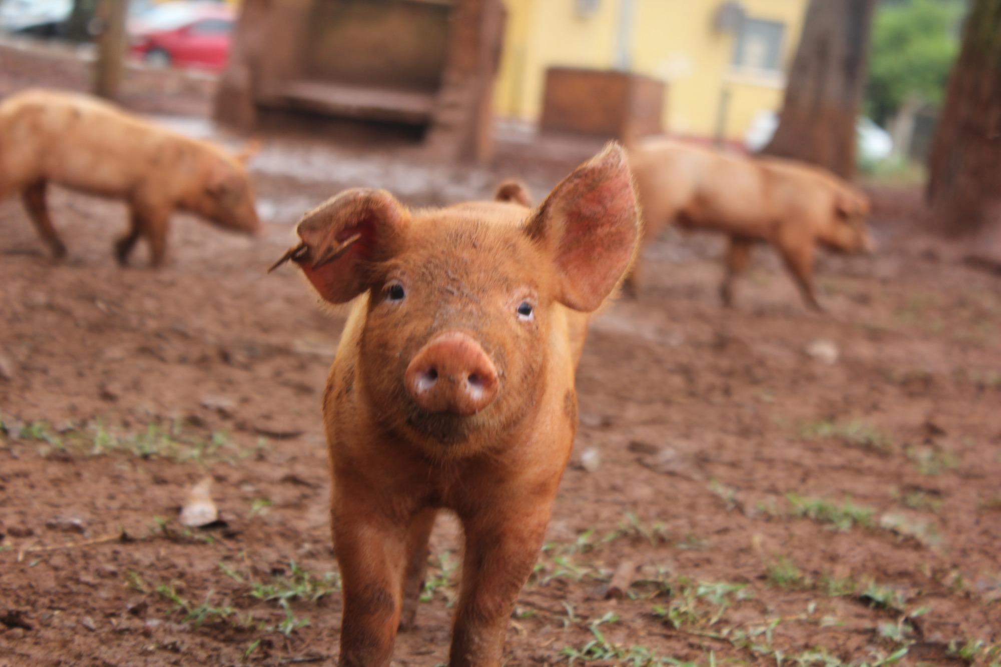 CNA debate bem-estar animal na suinocultura
