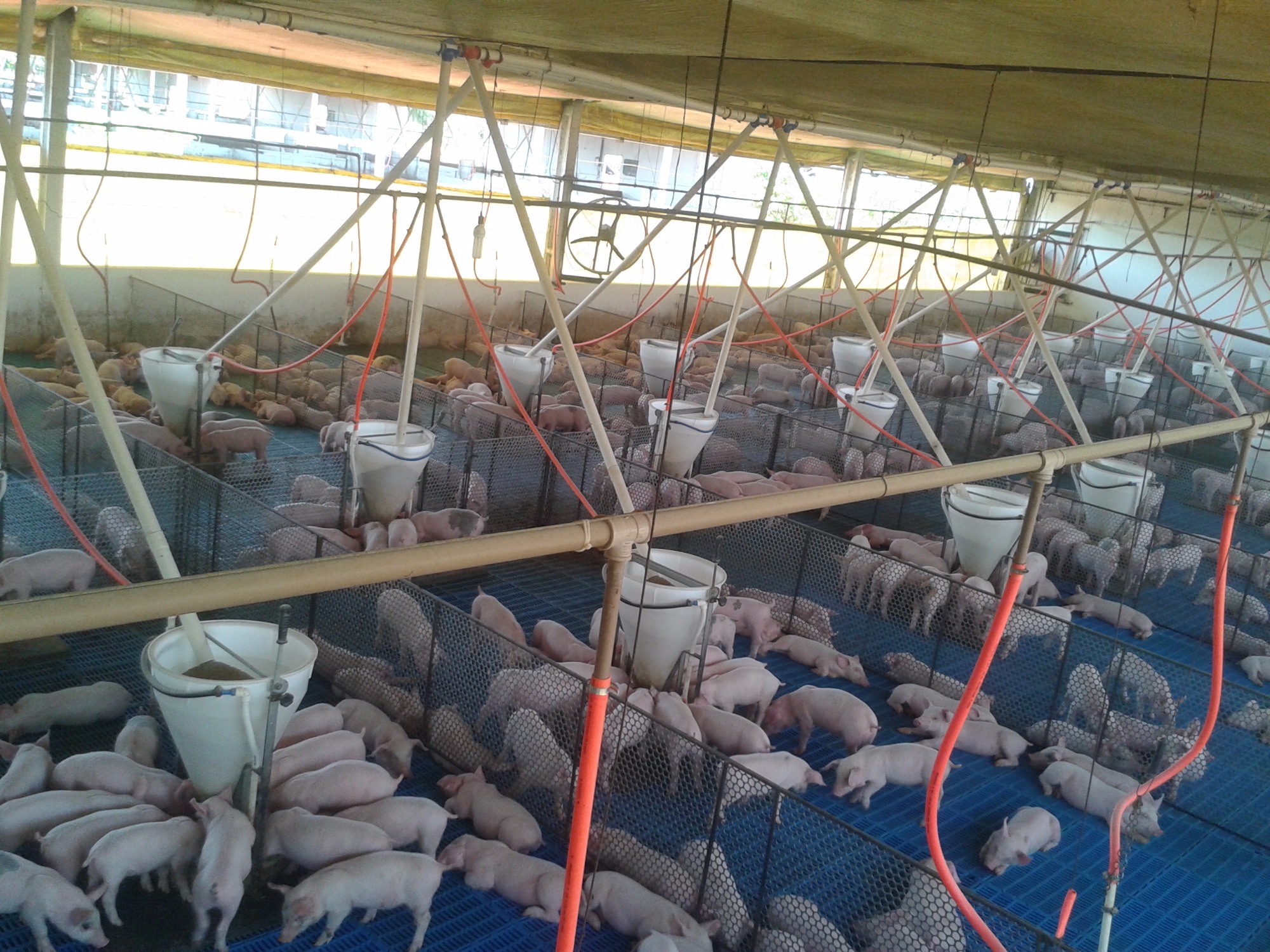 A importância da nutrição no período pós-desmame de leitões - por Diego Duran A importância da nutrição no período pós-desmame de leitões - por Diego Duran