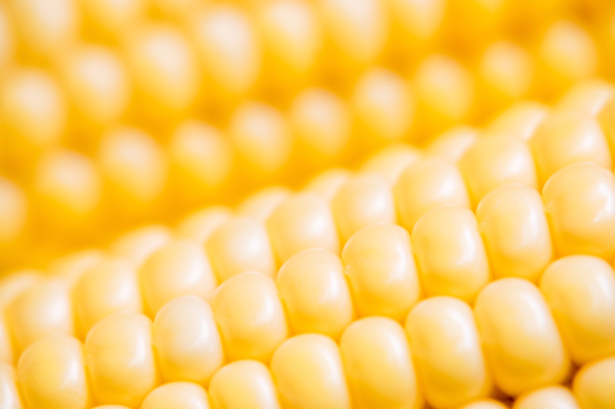 Mapa autoriza venda de milho balcão e atende pleito de suinocultores