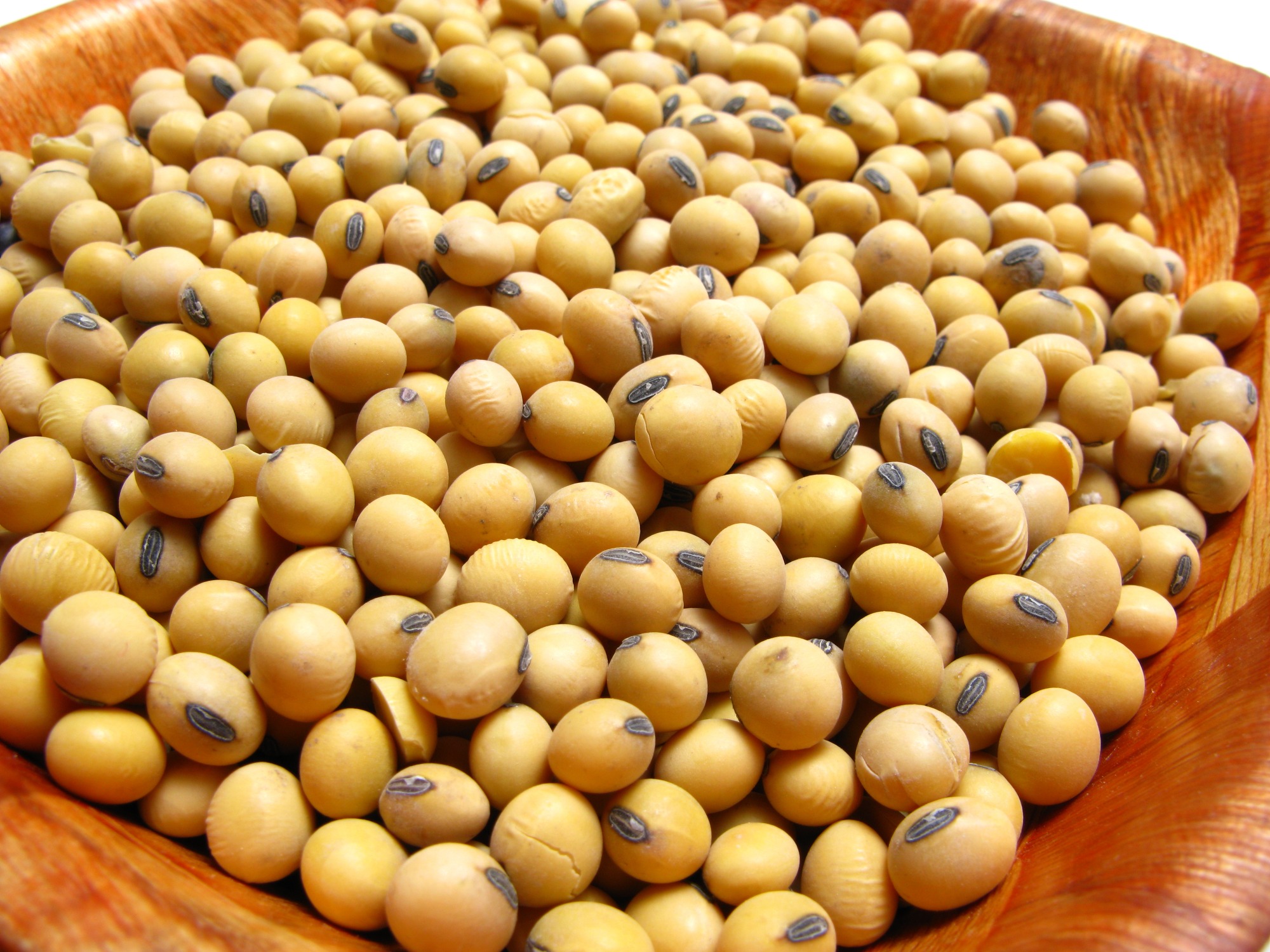 Frísia quer expandir seu mercado de sementes Frísia quer expandir seu mercado de sementes