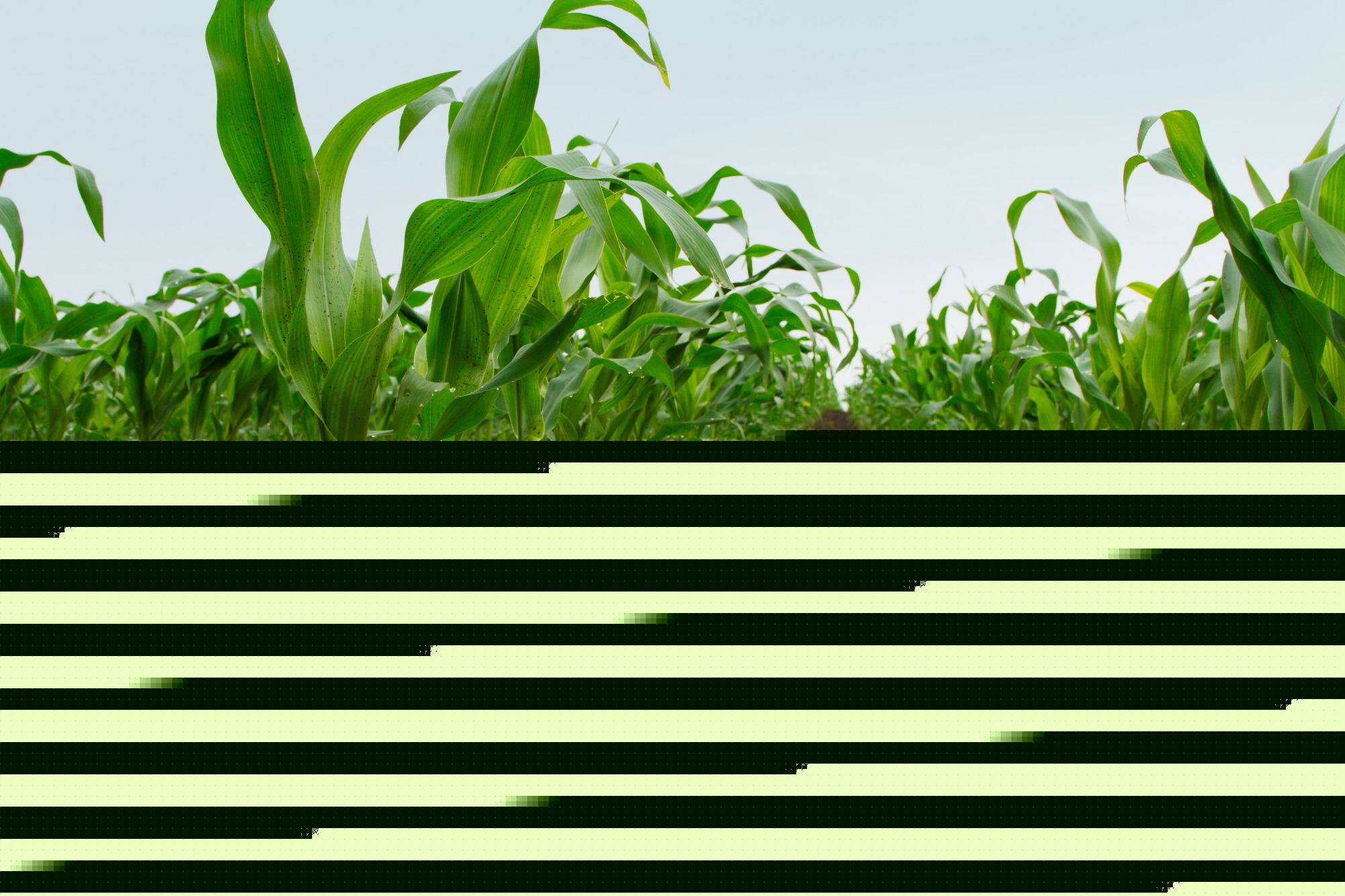 Sistema Antecipe reduz risco climático para milho safrinha em MS