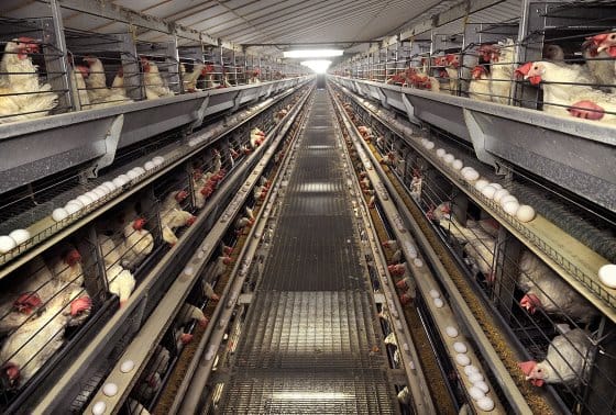Indústria americana de ovos cage-free Indústria americana de ovos cage-free