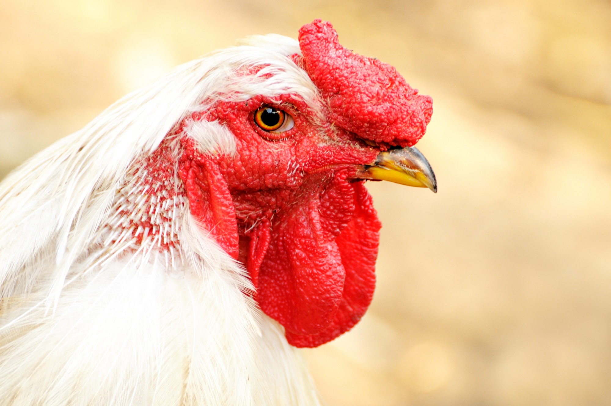 As galinhas que ajudam a desenvolver remédios de combate ao câncer